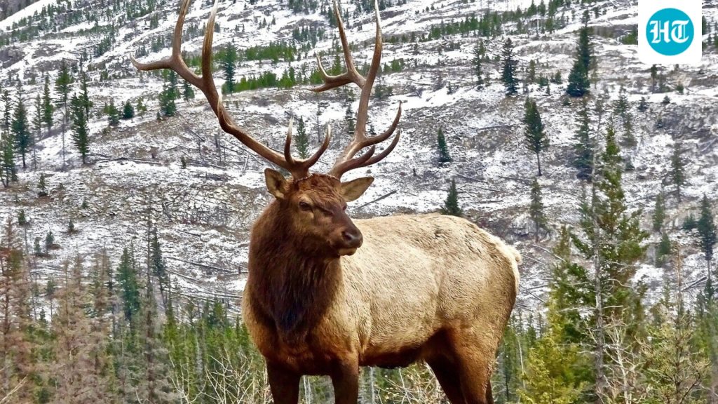 elk_1791368066048_ODfj_1791368066229_6Y1u_669fd6ea-9be5-45b7-8ff6-7eab6f9d8ce5_E4Df