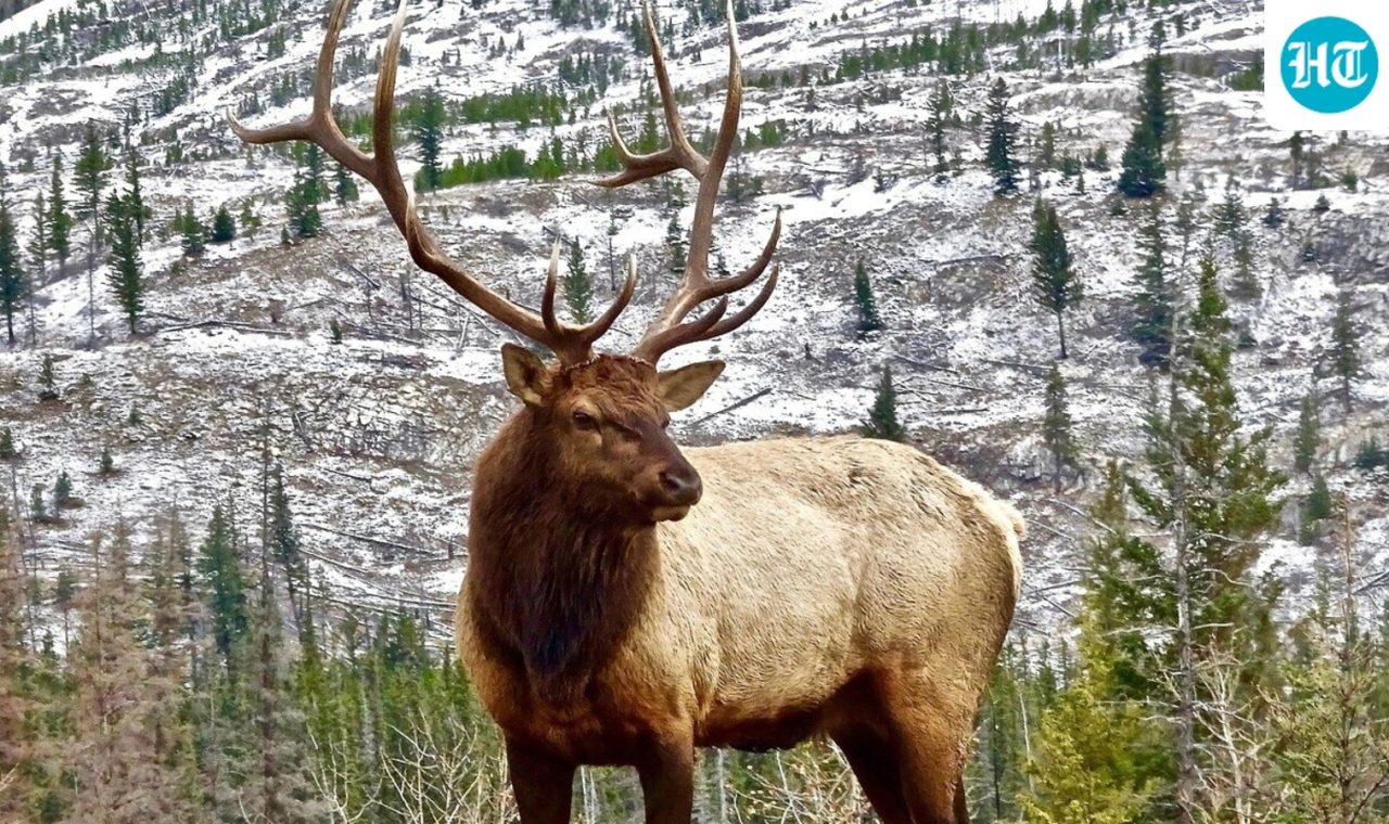 elk_1791368066048_ODfj_1791368066229_6Y1u_669fd6ea-9be5-45b7-8ff6-7eab6f9d8ce5_E4Df