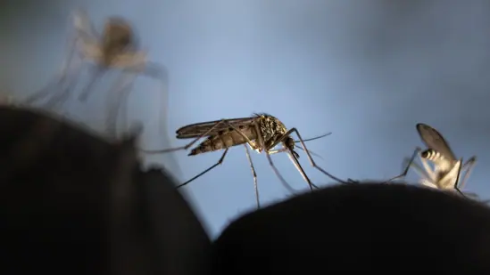 TOPSHOT-CLIMATE-MOSQUITOES-HEALTH-1_1780311975664_1780311984890_c219f5ca-fa45-4cee-bbc2-703e66885c2e