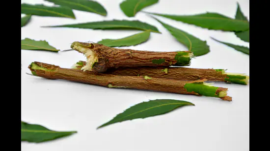 The-old-twig-wears-a-new-vocabulary-Yet-its-essen_1780404465418